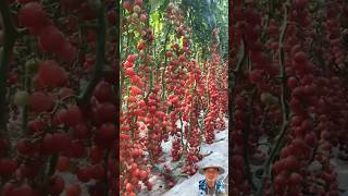 Amazing tomato garden #plants #tomatoe #gardening #tomatogarden #farming #tomato #agriculture