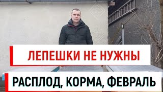 Лепёшки не нужны! Правила кормления ранней весной. Расплод, корма в феврале. #зимовкапчел