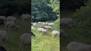 Sheeps in the Tatras