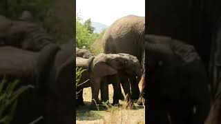 Testy Elephant Trio