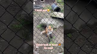 Cool looking foxes 🦊! #foxes   #look -#enjoy #happy #beautiful #creation #shorts #video #everyone