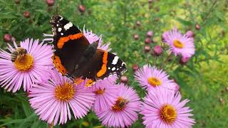 Beauty Nature Butterflies Poland