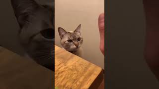 Funny cat videos 🤣📷 #cat #catlover #funnycat #shortvideo #shortsfeed #shorts EPISODE 293