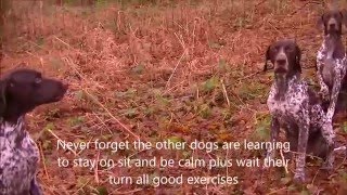 Gundog Training, Marks over stream and marks with blind drops