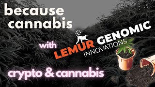 crypto & cannabis with Dan from Lemur Genomic - because cannabis episode #3