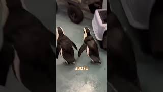 The Florida Aquarium got their penguins to safety before Hurricane Milton