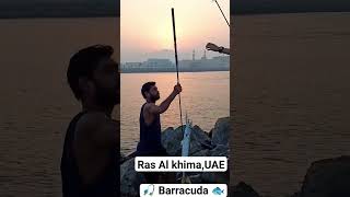 Fishing 🎣 Barracuda Ras Al khima #fish #mass #subscribe #tamil #trending #yiutubeviralshorts