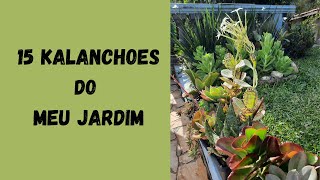 15 KALANCHOES DO JARDIM/ DICAS DE CULTIVO E FLORES