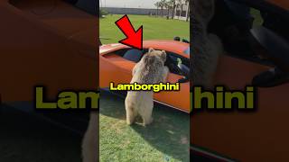 Bear tries to drive a Lamborghini 😂