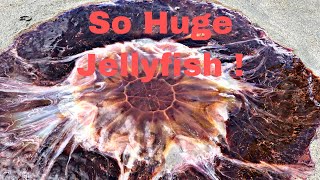 Giant Jellyfish/The Lion’s Mane