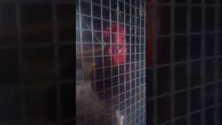 Lady Silkie, Lady Frizzle & Mr.Snowie Rescued Chickens Full Recovery At Chicken Heaven On Earth