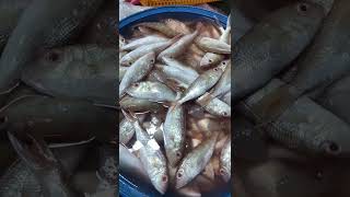 TALAKITOK FISH | BISUGO FISH IN PHILIPPINES