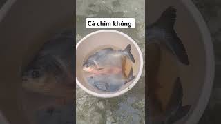 Thiên Nhiên Đấy Ẩn Số / Câu Cá Sông @minhcanhfishing