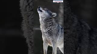 Wolf howling