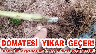 DOMATESİN BAŞINA GELENLER! (75) Fusarium oxysporum f. sp. radicis lycopersici