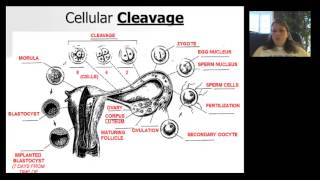 MenstrualCycle