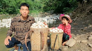 Harvest duck eggs and bring them to the market to sell & garden for climbing beans | Triệu Văn Tính