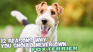 12 Reasons Why You Should Never Own a Fox Terrier 🐾