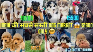 Punjab Dog Market 2024 Very Cheap dogs😱