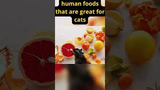 human foods that are great for cats  #cathealth #cat