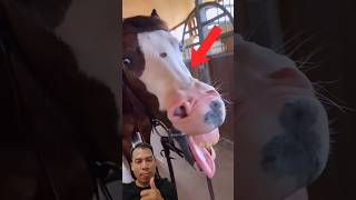 If you laugh, you restart #animals ##funnyanimals #ytshorts