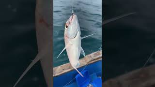 Fishing little red snapper. Λυθρίνια παντού.!!!