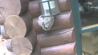 Hornet Nest