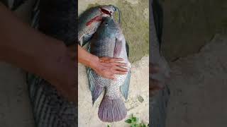 Big Size Tilapia Fish Catchup || बहोत ही बडी आकार की तिलापी फिश पकडी  #fishing #tilapiafish #viral