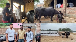 शेतकऱ्याकडून म्हशीं घेताना खरेदी व्यवहार कसा होतो पहा || Buffalo Farm in Maharashtra || #farming