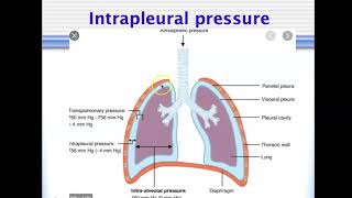 Bio4_Module 14_Ch 23_repiratory part 6