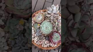 Beautiful Succulent Plants | 多肉植物 | 다육이들 | Suculentas