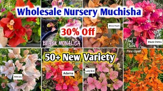 Grafted Bougainvillea online sale - all sizes available 9038467444 #bougainvillea #gardening