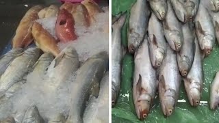 grabe mga isda ngayon malalaki🥰🥰💪💪🙏,@jonathansascvlog #subscribe #viral #amazing #everyone