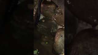 DIY Turtle Pond and Stream with Waterfalls @ Night 😯🔥 #shorts