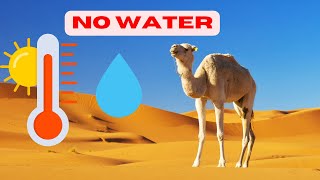 Surviving Without Water:10 Remarkable Animals Adapted to Arid Environments||documentary#documentary