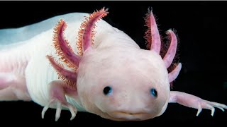 5 secrets étonnants sur les pouvoirs régénérateurs de l'Axolotl!