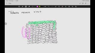 Tobacco mosaic virus Diagram