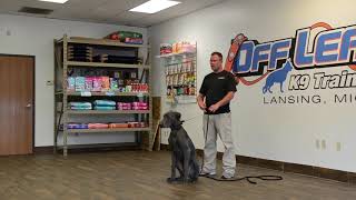 Great Dane Wally Learns Come and Sit | Off Leash K9 Training