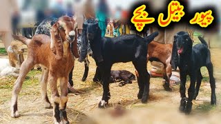 Top class betal bacche|quality wale bacche|baba Ashraf Gujjar goat|sahiwal mandi mein