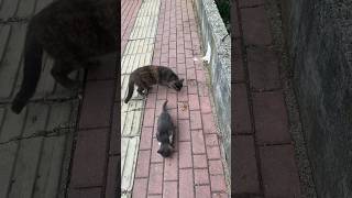 🐈food for homeless cat family #antalya #konyaalti