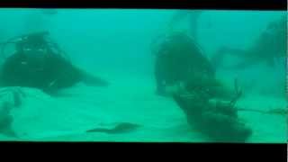 Clipped stingray in Tobago