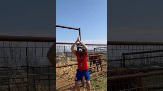 Holy Cow!#fun#comedy #funnyshorts #funnyvideo