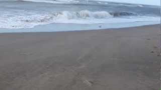 Pescador de gaviotas