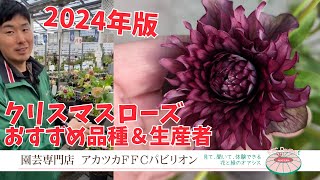 2024年版･おすすめクリスマスローズと生産者のご紹介【園芸専門店アカツカFFCパビリオン】