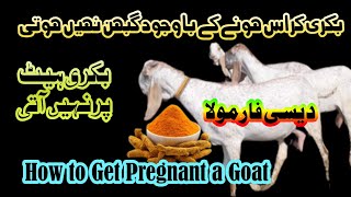 How to Get Pregnant A Goat Desi Formula ||  بکری کو گبھن کرنے کا دیسی ٹوٹکہ