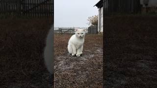 😢😥🐈 #кошки #cat #бездомныйкот #deafcat #глухаякошка