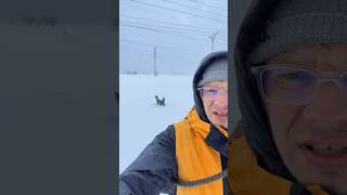 Morning walk with border collie puppy after snowstorm