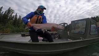 Chinook Salmon and Fish Ladders by William Twardek (WCS Canada Weston Family Foundation Fellow 2020)