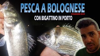 Pesca a Bolognese con Bigattini in porto al sarago e spigola