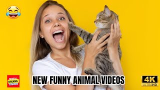 Best Funny Cats and Dogs Videos Ever! | DigitalDreamsStudios